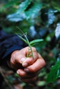 Close-up of a hand holding a young, immature plant with a stick insect. Royalty Free Stock Photo