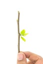 Close up hand holding young tree branch with green leaf Royalty Free Stock Photo