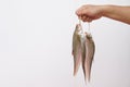 Close up hand holds fresh knifefish from fishing from river. Prepared for cooking. Royalty Free Stock Photo