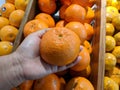 Close up Hand and Oranges in market.mandarin oranges raw Fruit,Fresh mandarin oranges texture Royalty Free Stock Photo