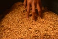 Close-up of hand on the paddy seeds Royalty Free Stock Photo