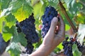 Picking a bunch of black grapes in a close-up in a Bordeaux vineyard Royalty Free Stock Photo