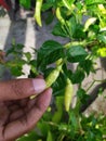 Close up of hand picking chili from the garden., farmer`s hand keeping fresh chilli pepper plant