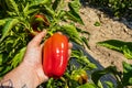 Hand picking ripe organic red pepper Royalty Free Stock Photo