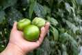 Close up of a hand picking a tomatillo fruit off of vine in a garden
