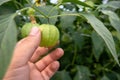 Close up of a hand picking a tomatillo fruit off of vine in a garden