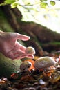 Close Up Of Hand Picking Wild Mushrooms In Woodland