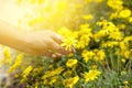 Close up of  a hand picking yellow flowers in full bloom Royalty Free Stock Photo