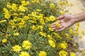 Close up of a hand picking yellow flowers in full bloom Royalty Free Stock Photo