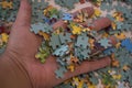 Close up of hand placing the puzzle , Hand holding missing jigsaw puzzle piece Royalty Free Stock Photo