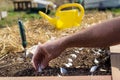 Close up of hand planting garlic bulbs Royalty Free Stock Photo