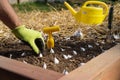 Close up of hand planting garlic bulbs in garden