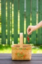 Close-up hand puts on a branch of red currant berries into birch bast basket with Khokhloma painting on it on green fence