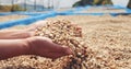 Close up Hand with Raw coffee beans heap dry green seed. Royalty Free Stock Photo