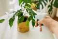 Close-up hand with spraying bottle watering ficus tree in kraft paper pot. Indoor greenery. Concept of home gardening