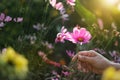 Close up, Hand touching pink cosmos flowers in  morning on field background Royalty Free Stock Photo