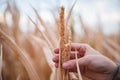 Close-up of hand touching a sheaf of wheat in a field. Agriculture and harvest concept