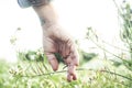 Close up of hand touching softly green grass and blossom. Welcome spring. Springtime and outdoors leisure activity. People loving