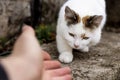 close up hand trying touch cat. High quality photo