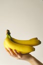 Close up on hand of unknown caucasian woman holding bananas in front of white wall - healthy organic food fresh fruit concept copy Royalty Free Stock Photo