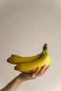 Close up on hand of unknown caucasian woman holding bananas in front of white wall - healthy organic food fresh fruit concept copy Royalty Free Stock Photo