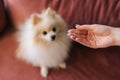 Close-up hand of unrecognizable young woman holding tuft of dog hair of beloved pet. Cute white small Spitz dog sitting Royalty Free Stock Photo