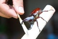 close-up hand using small stick to make Siamese rhinoceros beetle (Xylotrupes gideon) or fighting beetle angry