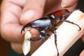 Close-up Hand Using Small Stick To Make Siamese Rhinoceros Beetle (Xylotrupes Gideon) Or Fighting Beetle Angry