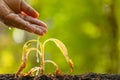 Close up hand watering to dead plant Tobacco Tree on wooden table