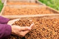 hand of woman farmer showing and checking quality honey coffee bean natural sun dry process