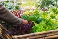 close up hand woman picking vegetable from  garden Royalty Free Stock Photo