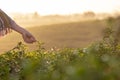 Close up hand worker farmer women were picking tea leaves for traditions in the sunrise morning at tea plantation nature. Royalty Free Stock Photo