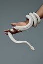 Close-up of hand of young man holding white snake enlacing his wrist Royalty Free Stock Photo