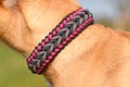 Close up of handmade woven dog collar made from paracord material