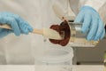 Close-up of hands with blue nitril gloves taking out tomato mash sample from a can. Royalty Free Stock Photo