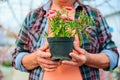 Close up hands of caring elderly greenhouse worker with houseplant in a pot in hands.