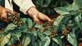 Close up of hands coffee harvesting
