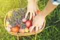 Close up hands collect fresh tomato and grapes with peaches in basket on the grass Royalty Free Stock Photo