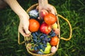 Close up hands collect fresh tomato and grapes with peaches in basket on the grass Royalty Free Stock Photo