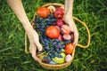 Close up hands collect fresh tomato and grapes with peaches in basket on the grass Royalty Free Stock Photo
