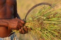 Close-up of the hands of a famer near Jagdalpur, India