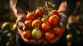 Close up of hands of farmer carrying ripe tomato