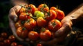 Close up of hands of farmer carrying ripe tomato