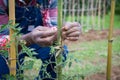 Close-up of the hands of a farmer fixing a thread to tie tomato plants to poles, working in the fields Royalty Free Stock Photo