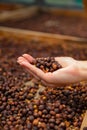 Close-up of Woman Holding Organic Raw Coffee Beans Royalty Free Stock Photo