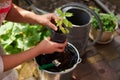 Close-up agriculturist ramming fertile black earth into a pot, at the first transplant of pepper seedlings at springtime