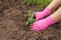 Close up hands of female gardener is planting bell pepper seedlings in the garden Royalty Free Stock Photo