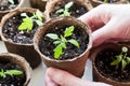 Close Up Of Hands Female Hold Seedling Tomato In Pot