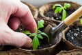Close Up Of Hands Female Planting Seedling Tomato Royalty Free Stock Photo