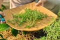 Close up of hands with garden shears cutting spicy savory herb crop